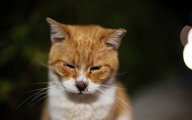 A cat with a skinned nose on the street.