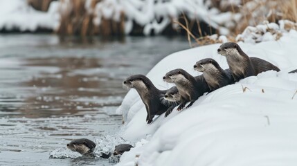 A group of playful otters sliding down a snowy bank into a chilly river, their joyous antics bringing life and laughter to the serene winter landscape.