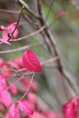 Bright pink leaves growing on the bush.