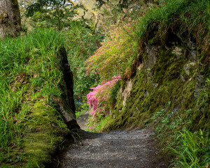 A lovely spring garden in bloom