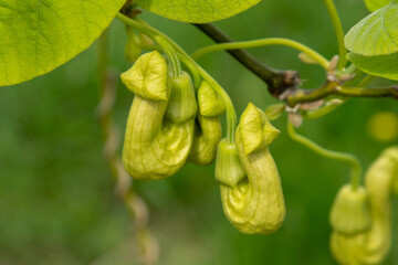 Flowers Aristolochia manshuriensis or Manchurian Pipevine Manchuria. Liana bud plant. Botany green leaf