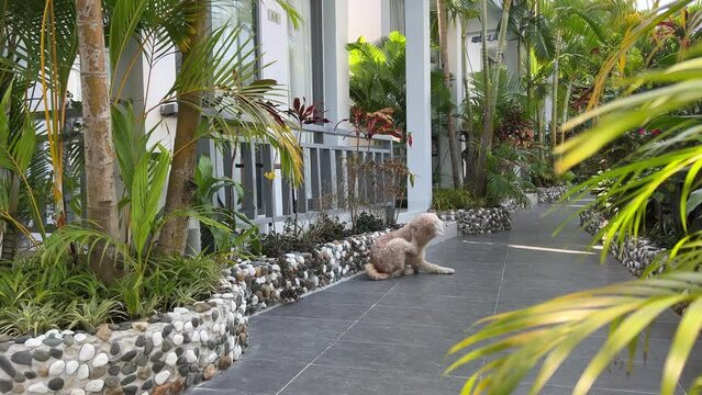 A shaggy yard dog combs out fleas with his hind paw in a tropical country against. backdrop of palm trees in a hotel guard dog heat.