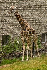 A giraffe in the zoo enclosure