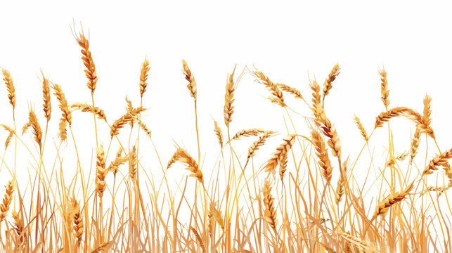 Isolated wheat image over a white background Vector