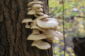 Groupe de champignons pleurotes sur un tronc d'arbre