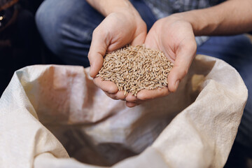 Man brewer control raw material for quality. Closeup barley and wheat from bag before brewing for...