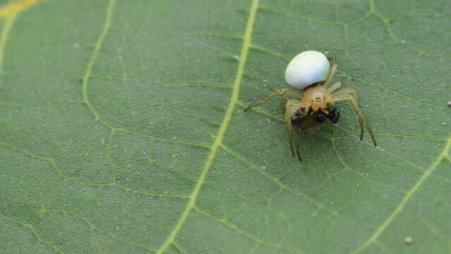 Araniella cucurbitina, sometimes called the cucumber green spider, is a spider of the family Araneidae. Spider to catch prey.
