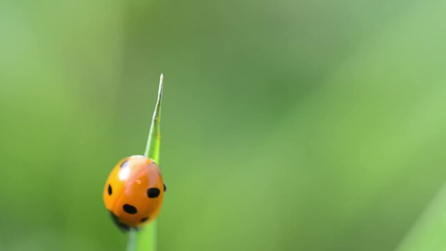 Ladybug on tip of grass on a background of green summer park.