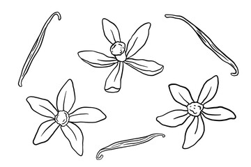Vanilla pods and plant flower hand drawn sketches isolated on white background. Vanilla doodle illustrations set