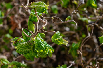 Twisted hazel tree in spring with wavy branches and growing foliage, corylus avellana contorta