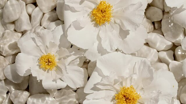 Flowers peonies on water surface with drops. Pure water with reflections sunlight and shadows. Slow motion of waves water. Packaging for design, advertising, products. High quality 4k footage