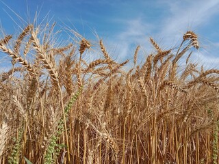 Triticum aestivum L plant or wheat plant or wheat field.ripe wheat plant background.Ripe Triticum aestivum plant head