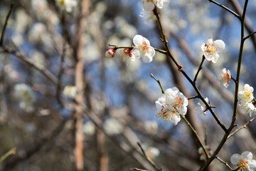 매화꽃-plum blossom