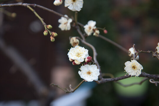매화꽃-plum blossom