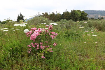 Beautiful landscape of pristine nature.