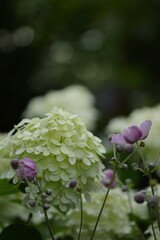 Hydranegea paniculata lime green flowers  and pink anemones on  bokeh garden background.