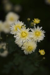 Chrysanthemums blooming pale yellow, pastel yellow chrysanths for summer garden background.