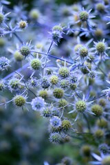Eryngium planum blooming blue, blue flowers background, selective focus, herbs, soft focus, closeup, vintage, floral pattern.