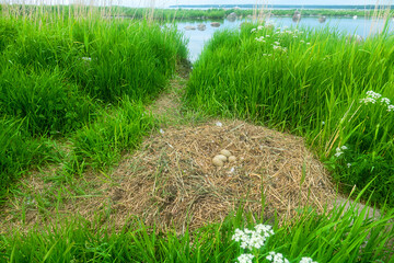 Mute swans (Cygnus olor) huge nest on islands of eastern freshwater part of Gulf of Finland, Baltic...