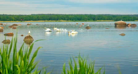 Territorial fights of male Mute swans (Cygnus olor) on the Gulf of Finland of the Baltic Sea