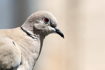 close-up portrait of a brown dove ,against brown background. selective focus. The Eurasian collared dove (Streptopelia decaocto) is a dove species native to Europe and Asia