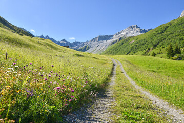 pictorial hiking route through wildflower meadow, Gafiertal valley, prattigau alps - 786277591