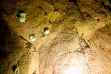 Speleobios. РЎave habitat. Lumps of spongy mold (agaric mineral) underground. Flies (like cabbage root fly) hibernate underground in imago phase, These are feeding on mold or same suitable temperatur