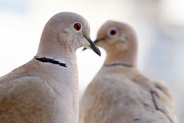 close-up portrait of a brown dove sitting next to another one. selective focus. The Eurasian collared dove (Streptopelia decaocto) is a dove species native to Europe and Asia