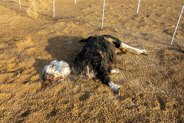 Dead sheep in the desert. The death of small cattle from starvation and lack of water. Global warming brings reduction in pastures and livestock