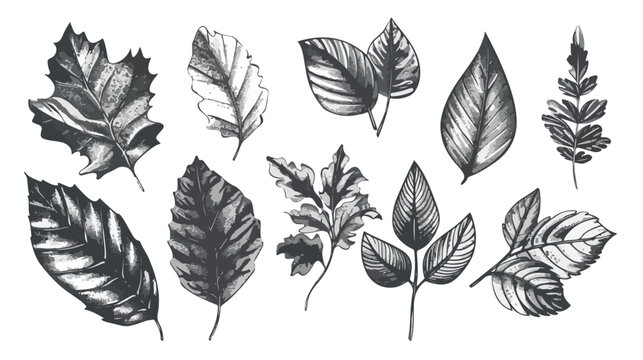 Monochrome engraved vintage drawing leaves in various