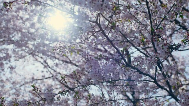 桜と木漏れ日 温かい春の日イメージ