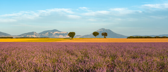 Warm soft sunset light on the lavender fields in Provence. Panoramic view of Valensole Plateau in the Alpes-de-Haute-Provence. France - 786278780