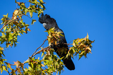 Beautiful wild red tailed black cockatoo in a tree around the Swan Valley, Perth, Western Australia