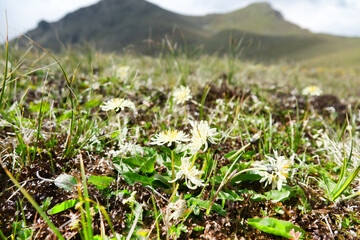 Mountain meadow. It's like white Taraxacum sp., alpin-subnival meadow of North Caucasus
