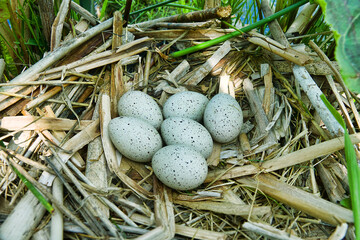 Bird's Nest Guide. Nidology. European coot (Fulica atra) nest on a eutrophied lake with an...