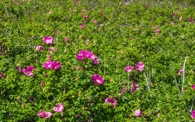Extensive thickets of wild roses (Rosa rugosa) on the coast of the islands of the Gulf of Finland, the Baltic Sea