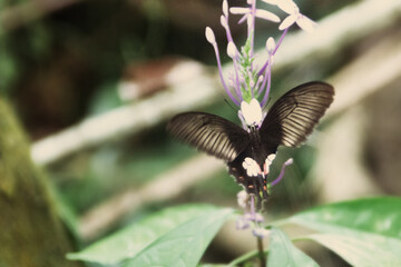 Fototapeta premium Swallowtail butterfly (possibly Papilio polytes) in wintertime rain forest. Thailand