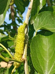 King white mulberry fruits or morus macroura miq,shahtoot mulberry, Tibetan mulberry, or long mulberry fruits in the garden 