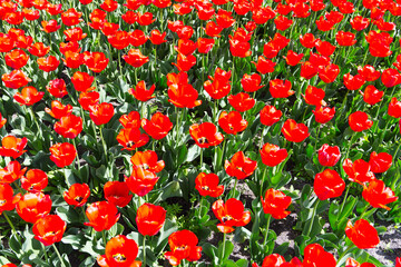 Red tulips flowers on field pattern detail beautiful color