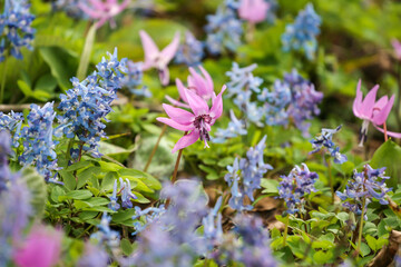 カタクリ咲くニセコ