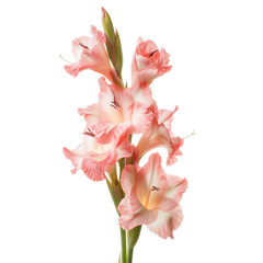 Gladiolus flower isolated on a white background