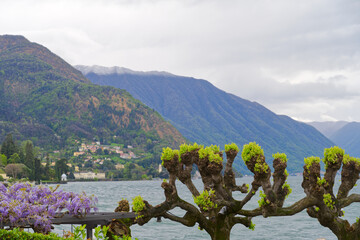 Trees in Bellagio on Lake Como in northern Italy in Europe