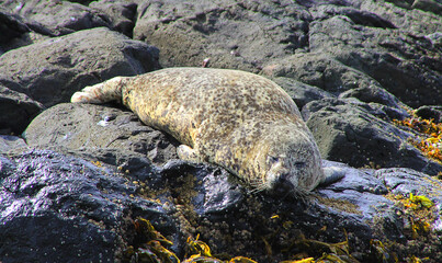 Insular seal (Phoca vitulina kurilensis/stejnegeri) rare subspecies on Bering isl, Commader...