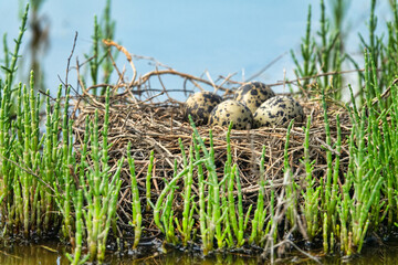 Birds of salty marshes. Helium. Black-winged stilt (Himantopus himantopus) nest between samphire (Salicornia), seapoa (Puccinellia), saltwort (Salsola) in very damp habitat. Steppe Black Sea region