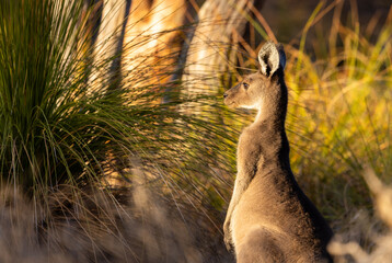Joey baby  Western Grey Kangaroo being alert in Whiteman Park in the Swan Valley around Perth, Western Australia © Reto Ammann