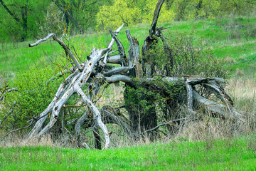 Death of tree. The old willow withered and all its branches broke off