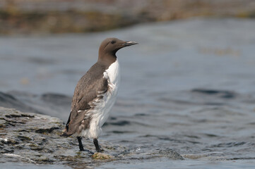 Common Murre on the edge a rock