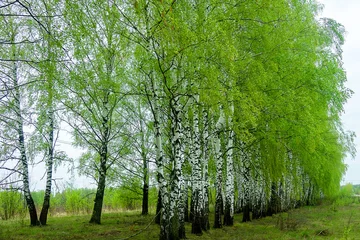Papier Peint photo autocollant Bouleau Birch grove in spring with young green foliage. Central Russia, forest-steppe zone. Weeping birch  white birch (Betula pendula, B. verrucosa)