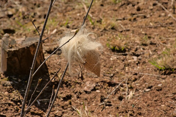  Burlap bag with sheep wool in the forest. It is used to keep away the sheep from young trees in a...