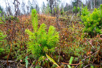 Fototapeta premium Forest restoration after a fire. European spruce (Picea excelsa, P. abies), spruce undergrowth after 20 years. Boreal forests (taiga) of northeastern Europe